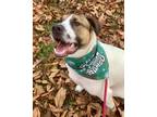 Adopt Macy a Anatolian Shepherd, Mixed Breed