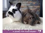 Adopt Peter and Paula a Lionhead