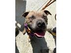 Adopt Penny...from Lost in Space!!! a American Staffordshire Terrier