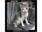 Adopt Gelato a Domestic Short Hair