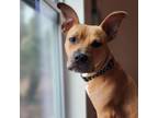 Adopt Nyla Edwards a American Staffordshire Terrier
