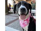 Adopt Baby Daisy a Labrador Retriever, Foxhound