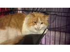 Adopt Marty a Domestic Long Hair