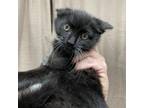 Adopt Isla a Domestic Medium Hair