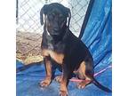 Adopt Sassy a Black and Tan Coonhound