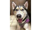 Adopt Sansa a Siberian Husky