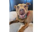 Adopt Beatrice a Pit Bull Terrier