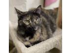 Adopt Mama Carol a Domestic Short Hair