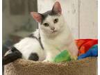 Adopt Ruby a Domestic Short Hair