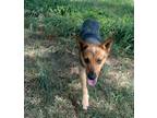 Adopt Pintas a German Shepherd Dog