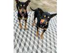 Adopt Ruth and Raya a Rottweiler, Shepherd