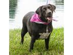 Adopt Birdie a Chocolate Labrador Retriever