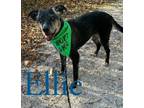 Adopt Ellie a Black Labrador Retriever, Mixed Breed
