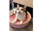 Adopt BG a Calico