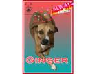 Adopt GINGER a Black Mouth Cur, Rhodesian Ridgeback