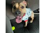 Adopt Poppy a Pit Bull Terrier, American Staffordshire Terrier