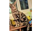 Adopt Tigerlily a Domestic Short Hair, Bengal