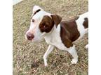 Adopt Spot a Catahoula Leopard Dog