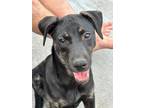 Adopt Evie a Black Mouth Cur, Jack Russell Terrier