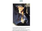 Adopt Cupid a Catahoula Leopard Dog, Chocolate Labrador Retriever