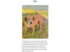 Adopt Suki a Black Mouth Cur