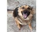 Adopt Bella a German Shepherd Dog