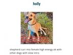 Adopt Holly a German Shepherd Dog, Black Mouth Cur