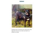 Adopt Autumn a Black Labrador Retriever, German Shepherd Dog