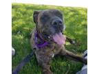 Adopt Dually Anna a Cane Corso, Mastiff