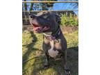 Adopt Petunia a Pit Bull Terrier