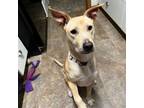 Adopt Candy a Mixed Breed