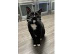 Adopt Bubbles a Domestic Short Hair