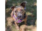 Adopt Chester a Pit Bull Terrier, Mixed Breed