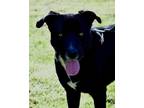 Adopt Major a Black Labrador Retriever, Pit Bull Terrier