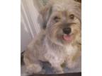 Adopt TOMMY a Havanese