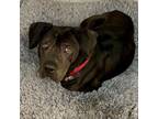 Adopt Tankie a Pit Bull Terrier, Black Labrador Retriever