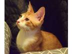 Adopt Lenny Baby a Tabby, Domestic Short Hair