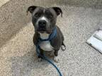 Adopt MILO a Pit Bull Terrier
