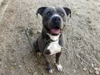 Adopt MILO a Pit Bull Terrier