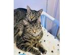 Adopt Lilo and Jordan (kitten pair) a Tiger