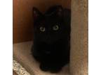 Adopt Randi a Domestic Short Hair