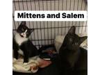 Adopt Salem & Mittens (kittens) a Domestic Short Hair