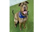Adopt BALOO a American Staffordshire Terrier, Mixed Breed