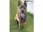 Adopt PARK a Akita, Mixed Breed