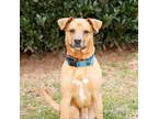Adopt Rex 9701 a Pit Bull Terrier, Husky