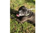 Adopt Cooper a Pit Bull Terrier