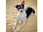 Adopt Bilbo (FL) a Rat Terrier