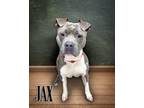 Adopt JAX a Pit Bull Terrier
