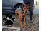Adopt Austin a Black Mouth Cur, Pit Bull Terrier