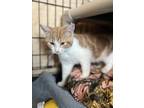 Adopt Tubby a Domestic Short Hair